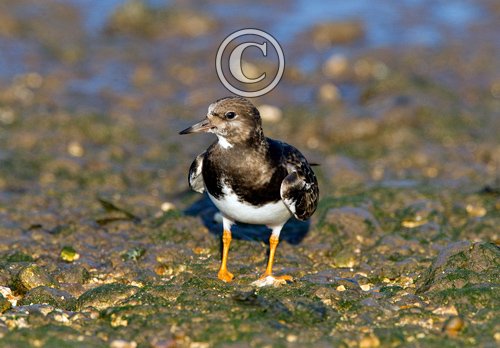 Turnstone in Winter Plumage DM1104